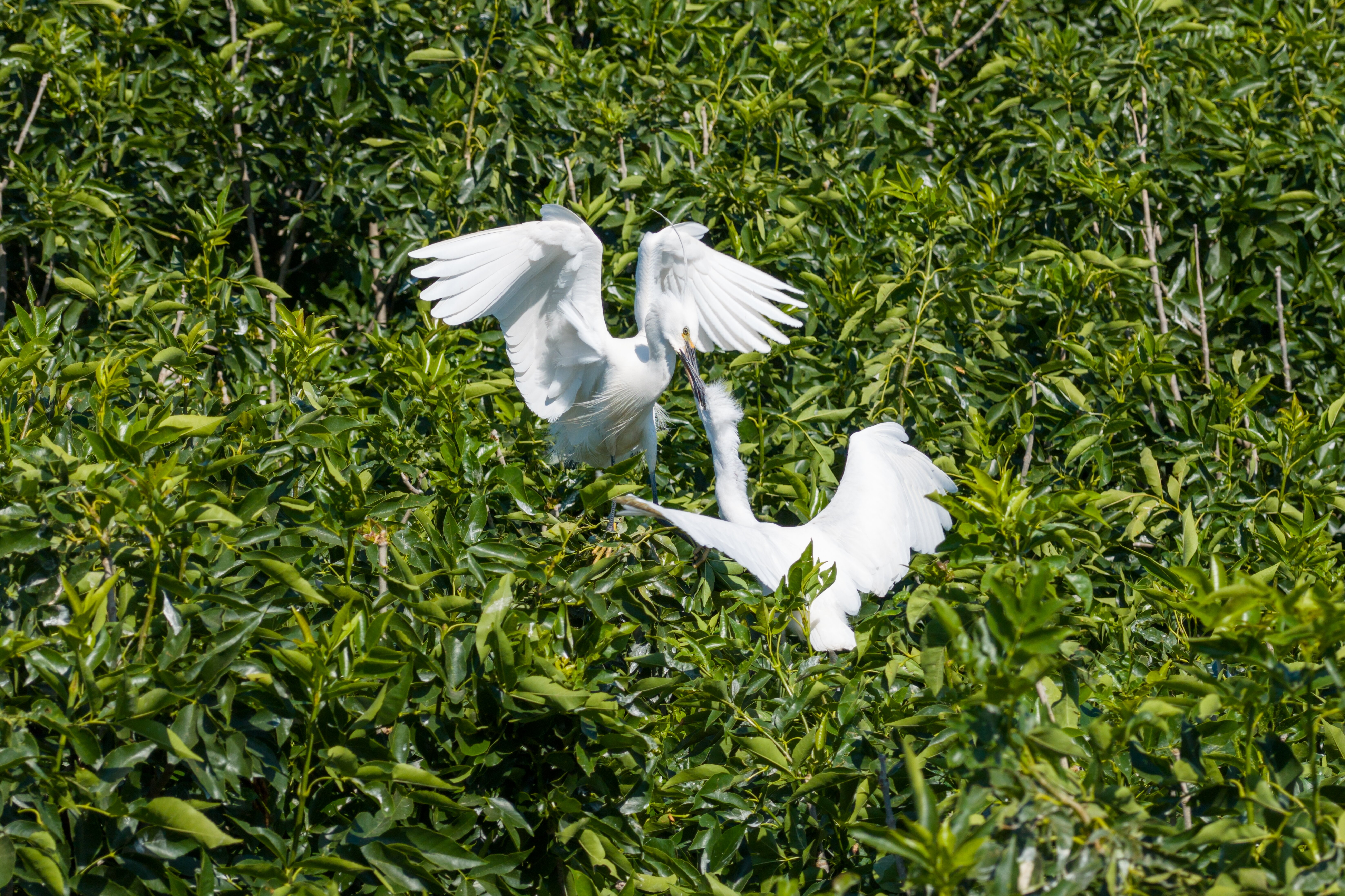 DJI_20250602091016_0297_D.jpg